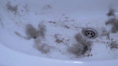 Lavabo saç, yün ve enkazla tıkanmış. Kanalizasyon tıkanması. 4K