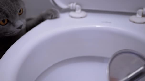 Vrouw in rubber handschoenen is borstelen witte toiletpot, met kat op zoek in de buurt — Stockvideo