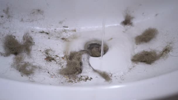 Вода из водяного крана попадает в раковину, засоренную волосами, шерстью, мусором — стоковое видео