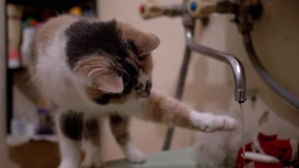 Nieuwsgierig huiselijk veelkleurig kat speelt poot met stromend water in kraan in bad — Stockvideo