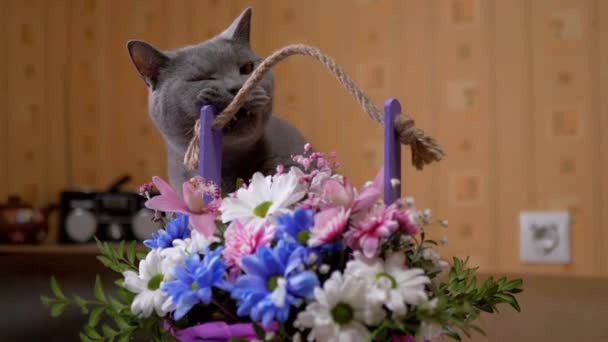 O gato britânico cinzento senta-se perto do vaso com flores, crisântemos e buquê de entranhas — Vídeo de Stock