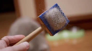 Dişi El, İngiliz Gri Yumuşak Kedisinin Kalın Kürkünü Tahta Tarakta Gösteriyor