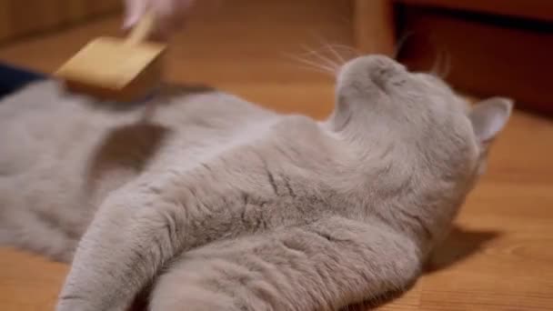 Kinderhand kämmt dickes Fell einer britischen grauen flauschigen Katze aus Holz. 4K — Stockvideo