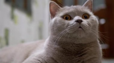 Safkan Yeşil Gözlü İngiliz Kedisi Evde Nesne Hareketini İzliyor. 4K