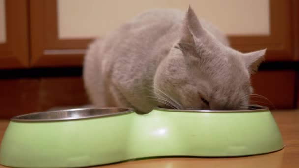 Hungry British Scottish Gray Home Cat Comendo alimentos secos de uma tigela verde em casa — Vídeo de Stock