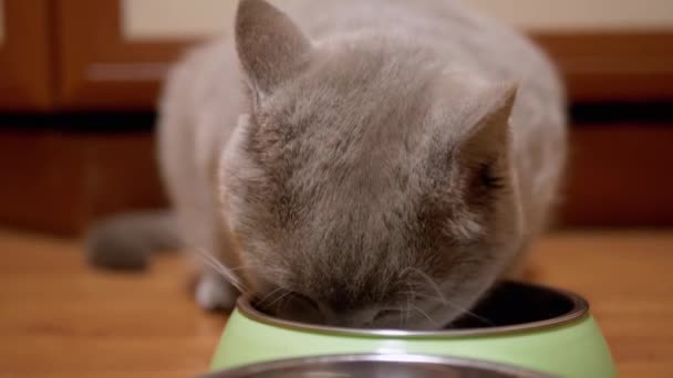 饥饿的英国苏格兰灰猫从家里的绿碗里吃干食 — 图库视频影像