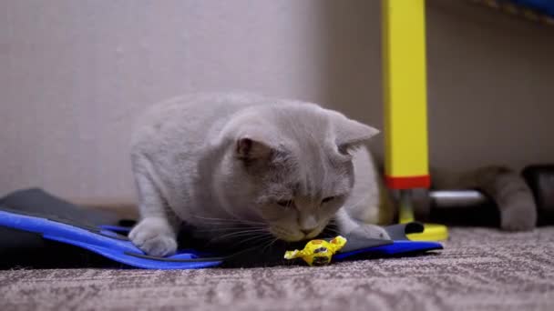 Gato doméstico británico activo gris jugando patas de caramelo de papel en la habitación. 4K. — Vídeos de Stock