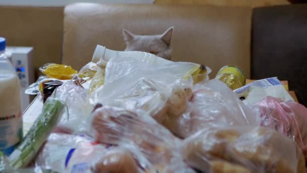 British Gray Home Cat Huele, inspecciona, descomprime las compras en la mesa. Robo. Zoom: — Vídeo de stock