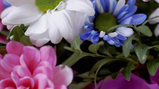 Parlak, Lush Buket of Multicored Chrysanthemums, Field Papatya. Büyüt — Stok video