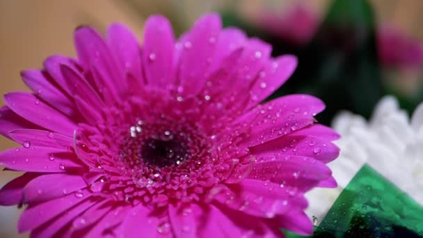 Gotas de água, orvalho, brilho com luz brilhante sobre pétalas rosa crisântemo flor — Vídeo de Stock