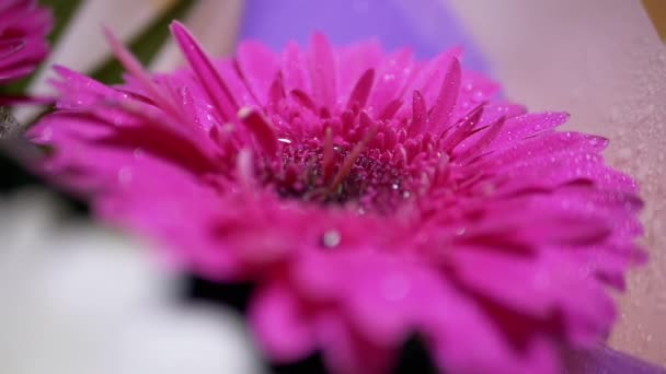 Gotas de água, orvalho, brilho com luz brilhante sobre pétalas rosa crisântemo flor — Vídeo de Stock