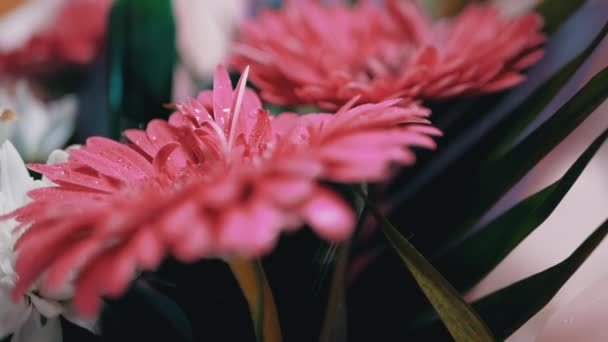 Gocce d'acqua, rugiada, bagliore con luce brillante sui petali Red Chrysanthemum Flower — Video Stock