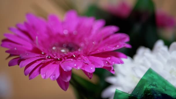Spraya droppar vatten på delikata rosa kronblad av krysantemum blomma. 180fps — Stockvideo