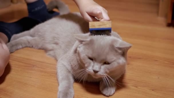 La mano del bambino sta pettinando la pelliccia spessa di un pettine di legno di gatto soffice grigio britannico. 4K — Video Stock