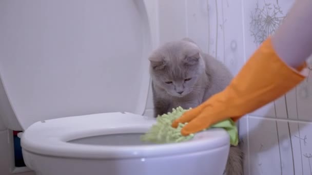 Weibliche Hände in orangefarbenen Gummihandschuhen waschen Toilettendeckel mit Britischer Katze — Stockvideo