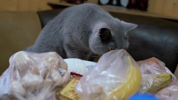 British Gray Home Cat Sniffs, Inspeções, Descompactas Compras na Mesa. Compras. 4K — Vídeo de Stock