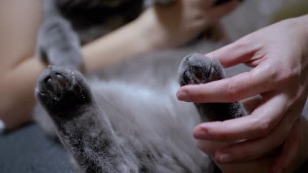 Vrouw met behulp van Nippers snijdt klauwen naar huis Britse Cat. Klauw trimmen. Verzorging. 4K — Stockvideo