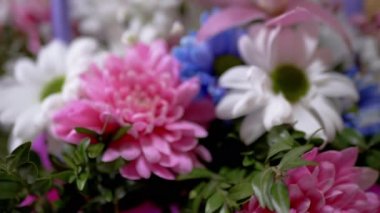 Parlak, Lush Buket of Multicored Chrysanthemums, Papatya. 4 bin. Yavaş çekim