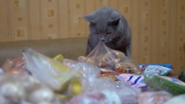 İngiliz Gri Ev Kedisi Kokuları, Müfettişler, Masadaki Paketleri Açanlar. Alışverişe. 4K