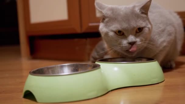 Hungry British Scottish Gray Home Cat Comendo alimentos secos de uma tigela verde em casa — Vídeo de Stock