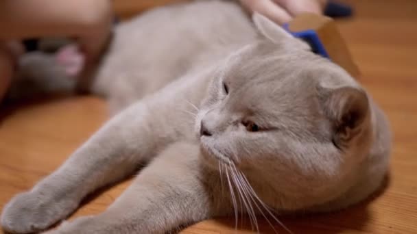 어린이 손 (Child Hand) 은 영국의 솜털 고양이 Wooden Comb 의 티크 퓨즈를 다루고 있다. 4K — 비디오