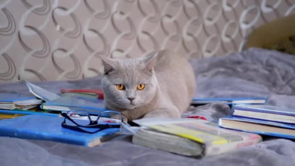 Vollblütige graue Britische Katze mit Brille liegt auf verstreuten Büchern im Zimmer. — Stockvideo