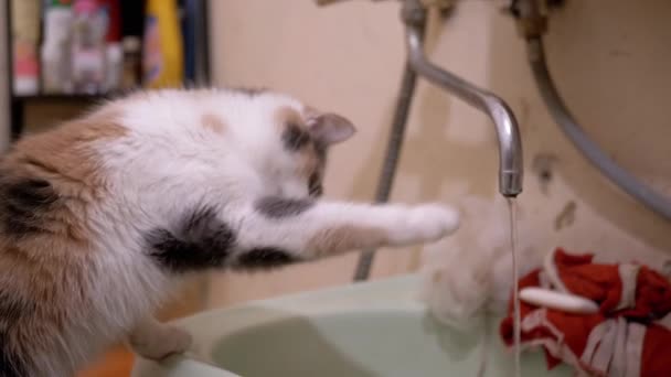 Nieuwsgierig huiselijk veelkleurig kat speelt poot met stromend water in kraan in bad — Stockvideo