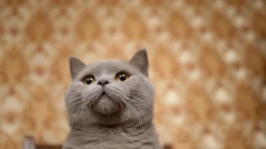 Safkan İngiliz Kedisi Yeşil Gözlü Aktif olarak Ustayla Pençe Oynuyor. 4K