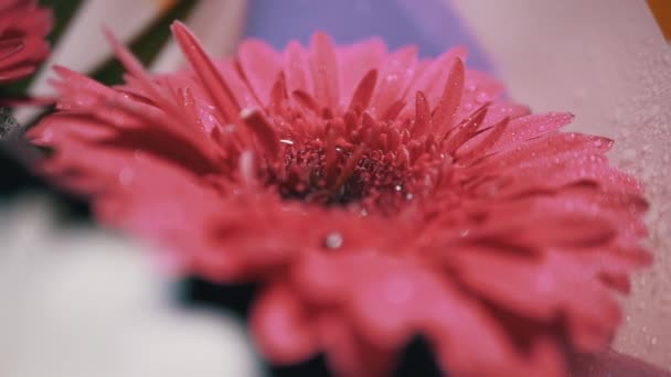 Droppar av vatten, dagg, glimt med ljus på kronblad Röd krysantemum Blomma — Stockvideo