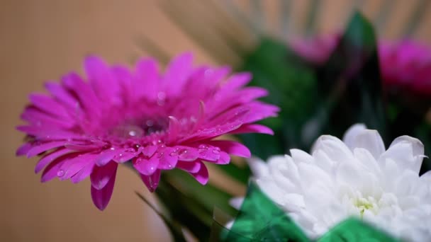 Pulvérisation de gouttes d'eau sur de délicates pétales roses de fleur de chrysanthème. 180 ips — Video
