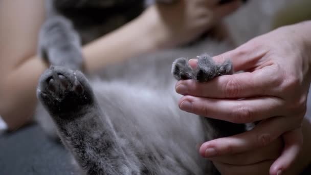 Femme à l'aide de pinces coupe griffes à la maison British Cat. Coupe de griffe. Le toilettage. 4K — Video