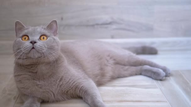 Νίκαια Gray βρετανική εγχώρια Cat Play στο πάτωμα με μπάλα. Παιχνιδιάρικο, ενεργό κατοικίδιο ζώο — Αρχείο Βίντεο