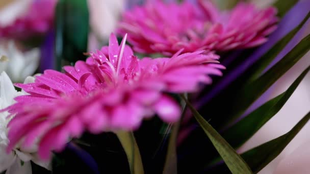 Gotas de Agua, Rocío, Brillo con Luz Brillante en Pétalos Rosa Crisantemo Flor — Vídeos de Stock