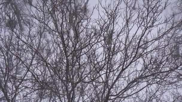 窓の外のブリザード、風の強い突風から揺れる木。降雪だ。4K — ストック動画