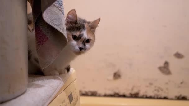 Curious Multi-Colored Domestic Cat Sits and Hides Near Washing Machine — Stock Video