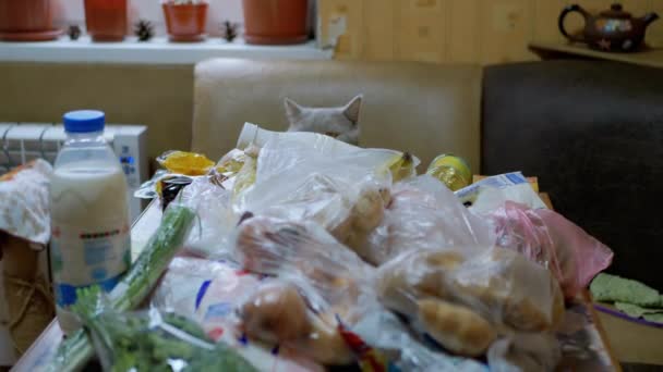 Brytyjski Gray Home Cat wącha, kontroluje, rozpakowuje zakupy na stole. Zakupy. 4K — Wideo stockowe