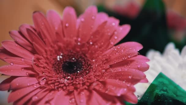 Picături de apă, rouă, strălucire cu lumină strălucitoare pe petale Crizantema roșie Floare — Videoclip de stoc