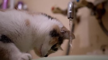 Çok Renkli Ev Kedileri Banyo Musluğundan Akan Suyu İnceledi