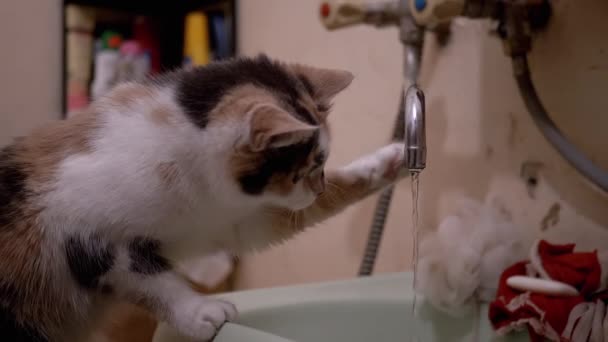 Любопытный домашний разноцветный кот играет в лапы с течением воды в ванне — стоковое видео