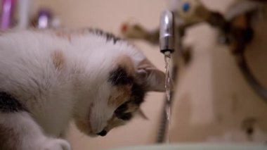 Çok Renkli Ev Kedileri Banyo Musluğundan Akan Suyu İnceledi