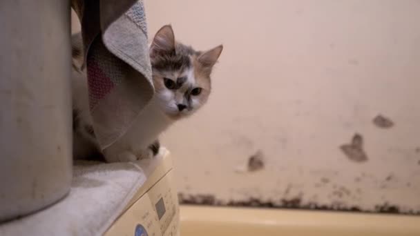 Curioso multi-colorido doméstico gato senta-se e esconde perto da máquina de lavar — Vídeo de Stock