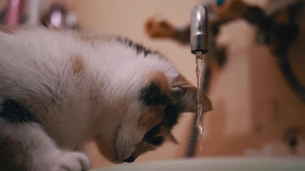 Цікава багатобарвна домашня кішка оглядає воду з ванної кімнати — стокове відео