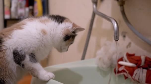 Gato doméstico curioso multicolorido joga pata com água corrente na torneira em banho — Vídeo de Stock