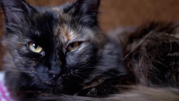 Porträt einer ruhenden, einschlafenden Hauskatze mit grünen Augen auf dem Bett — Stockvideo