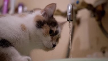 Banyodaki Musluktan Akan Suyun Yakınına Bakan Çok Renkli Kedi