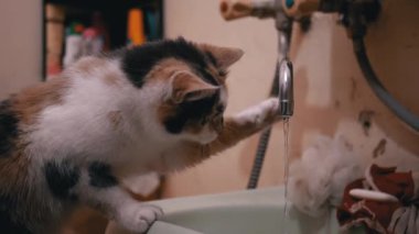 Meraklı Ev Kedisi Banyo Musluğunda Akan Suyla Pençe Oynuyor