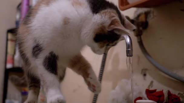 Gato doméstico curioso multicolorido joga pata com água corrente na torneira em banho — Vídeo de Stock