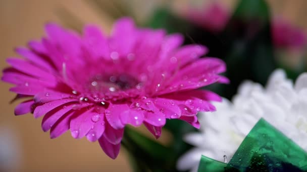 Wassertropfen auf zarte rosa Blütenblätter der Chrysanthemenblüte sprühen. 180fps — Stockvideo