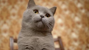 Safkan Yeşil Gözlü İngiliz Kedisi Evde Nesne Hareketini İzliyor. 4K