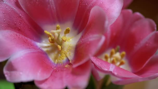 Blooming tulipa flor botão aberto, pólen amarelo no núcleo. Jardinagem. 4K. Close-up — Vídeo de Stock